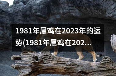 1981年属鸡在2025年的运势(1981年属鸡在2025年的幸运色和禁忌色)