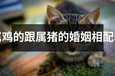 <h3>属鸡的跟属猪的婚姻相配吗