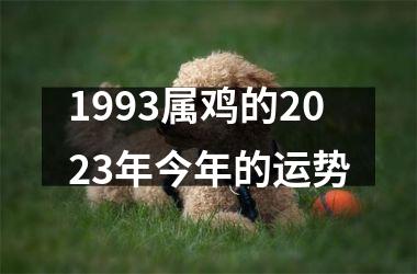 1993属鸡的2025年今年的运势