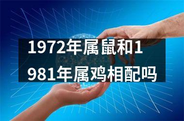 1972年属鼠和1981年属鸡相配吗