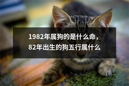 1982年属狗的是什么命，82年出生的狗五行属什么