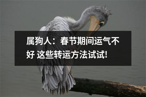 属狗人：春节期间运气不好这些转运方法试试!