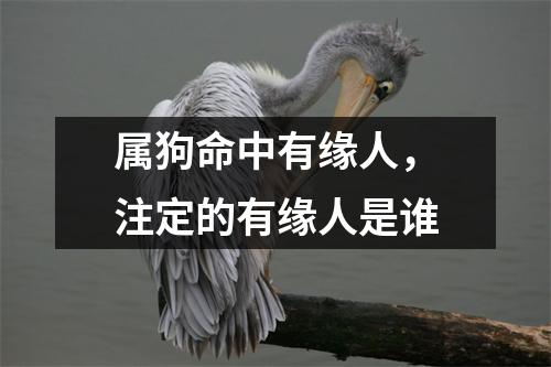 属狗命中有缘人，注定的有缘人是谁