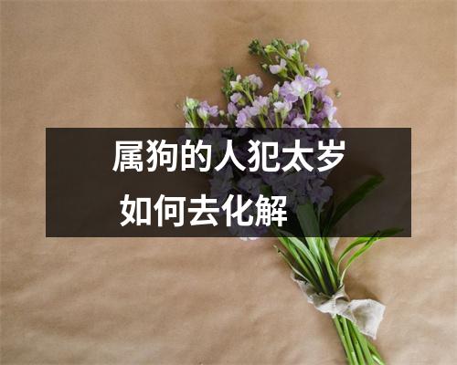 属狗的人犯太岁如何去化解