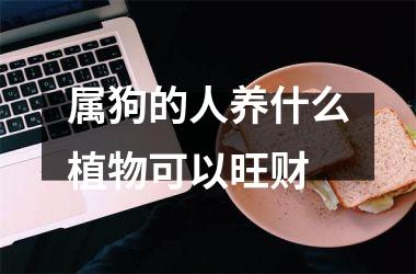 属狗的人养什么植物可以旺财