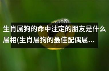 生肖属狗的命中注定的朋友是什么属相(生肖属狗的佳配偶属相)