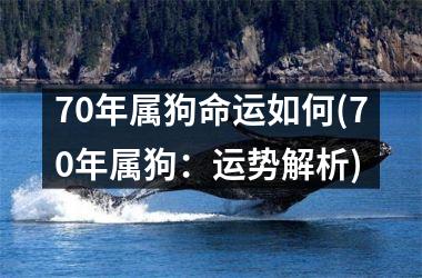 <h3>70年属狗命运如何(70年属狗：运势解析)