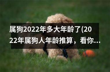 <h3>属狗2025年多大年龄了(2025年属狗人年龄推算，看你多少岁？)