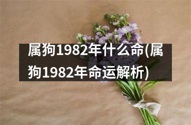 属狗1982年什么命(属狗1982年命运解析)