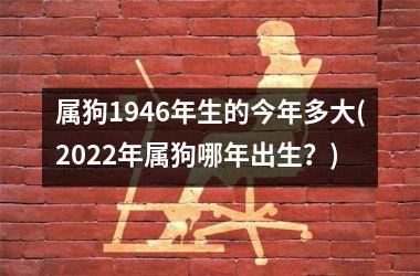 属狗1946年生的今年多大(2025年属狗哪年出生？)