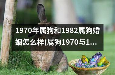 1970年属狗和1982属狗婚姻怎么样(属狗1970与1982年的配偶相容性分析)