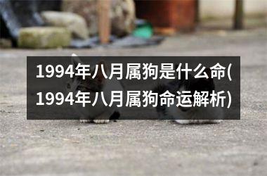 1994年八月属狗是什么命(1994年八月属狗命运解析)