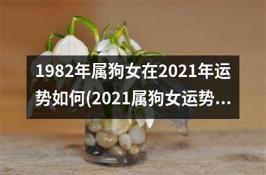 1982年属狗女在2025年运势如何(2025属狗女运势大揭秘)