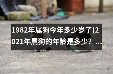 1982年属狗今年多少岁了(2025年属狗的年龄是多少？)