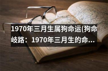 1970年三月生属狗命运(狗命岐路：1970年三月生的命运分析)