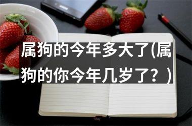 属狗的今年多大了(属狗的你今年几岁了？)