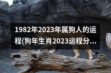 1982年2023年属狗人的运程(狗年生肖2023运程分析)