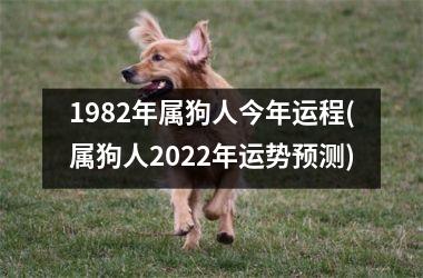 1982年属狗人今年运程(属狗人2022年运势预测)