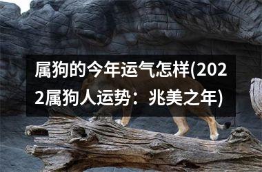 属狗的今年运气怎样(2025属狗人运势：兆美之年)