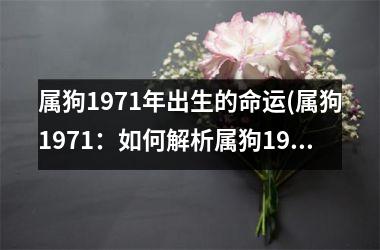 属狗1971年出生的命运(属狗1971：如何解析属狗1971年出生者的命运？)