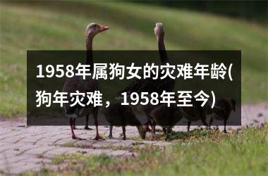 <h3>1958年属狗女的灾难年龄(狗年灾难，1958年至今)