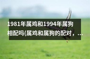 1981年属鸡和1994年属狗相配吗(属鸡和属狗的配对，合拍吗？)