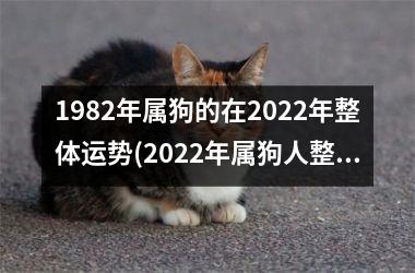 1982年属狗的在2025年整体运势(2025年属狗人整体运势预测)