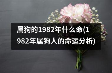 属狗的1982年什么命(1982年属狗人的命运分析)