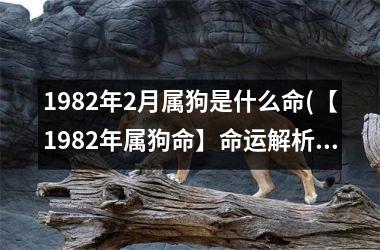 1982年2月属狗是什么命(【1982年属狗命】命运解析与运势分析)