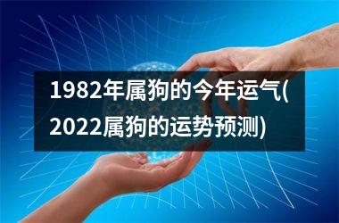 1982年属狗的今年运气(2025属狗的运势预测)