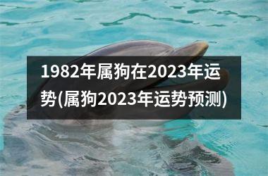 1982年属狗在2025年运势(属狗2025年运势预测)