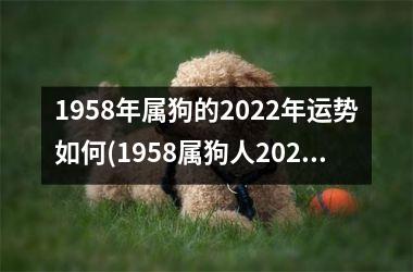 1958年属狗的2025年运势如何(1958属狗人2025运势详解)