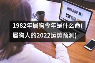 1982年属狗今年是什么命(属狗人的2025运势预测)