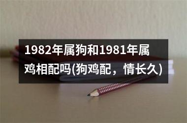 1982年属狗和1981年属鸡相配吗(狗鸡配，情长久)