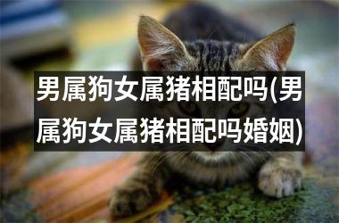 男属狗女属猪相配吗(男属狗女属猪相配吗婚姻)