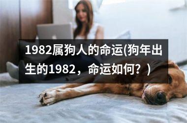 1982属狗人的命运(狗年出生的1982，命运如何？)