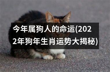 今年属狗人的命运(2025年狗年生肖运势大揭秘)