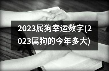 2025属狗幸运数字(2025属狗的今年多大)