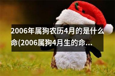 2006年属狗农历4月的是什么命(2006属狗4月生的命运预测)