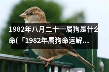 1982年八月二十一属狗是什么命(「1982年属狗命运解析」)