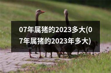 07年属猪的2023多大(07年属猪的2023年多大)