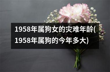 1958年属狗女的灾难年龄(1958年属狗的今年多大)