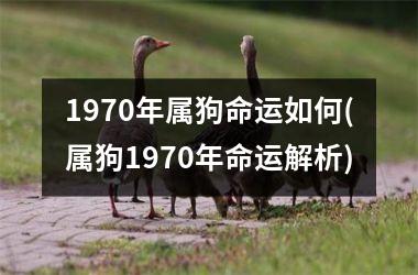 1970年属狗命运如何(属狗1970年命运解析)