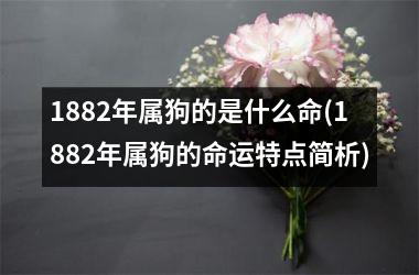 1882年属狗的是什么命(1882年属狗的命运特点简析)