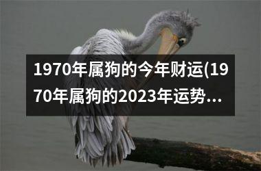 1970年属狗的今年财运(1970年属狗的2025年运势和财运怎么样)