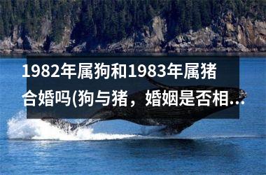 1982年属狗和1983年属猪合婚吗(狗与猪，婚姻是否相容？)