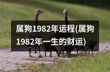 属狗1982年运程(属狗1982年一生的财运)