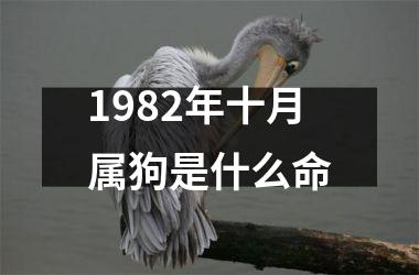 1982年十月属狗是什么命