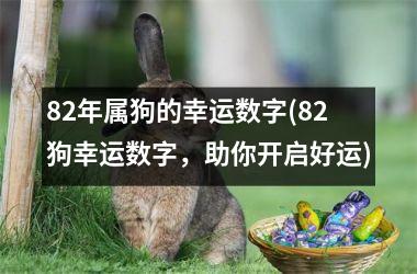 82年属狗的幸运数字(82狗幸运数字，助你开启好运)