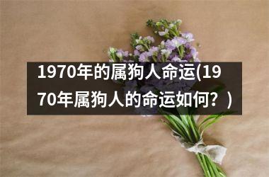 1970年的属狗人命运(1970年属狗人的命运如何？)